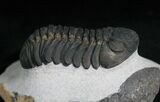 Top Quality Phacops Trilobite #7137-5